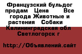 Французский бульдог продам › Цена ­ 1 - Все города Животные и растения » Собаки   . Калининградская обл.,Светлогорск г.